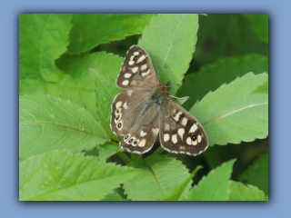 Speckled Wood butterfly. Hetton Park. 11th May 2023.jpg